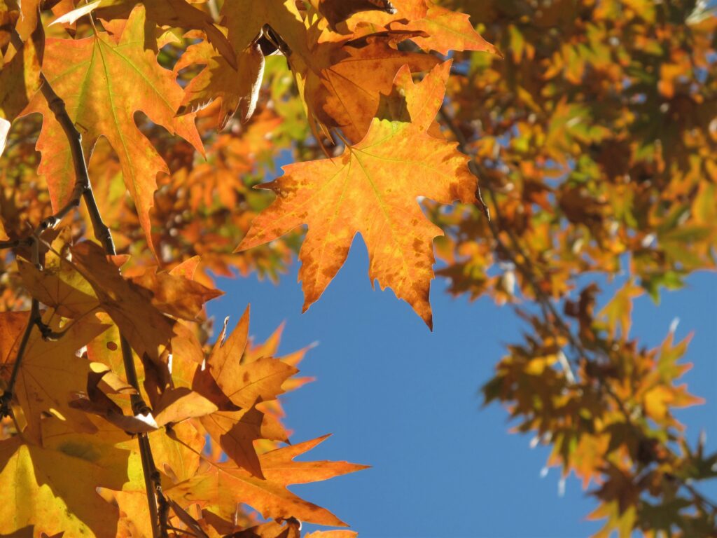 Photo by <a href="https://unsplash.com/@negipho?utm_content=creditCopyText&utm_medium=referral&utm_source=unsplash">NegiPho</a> on <a href="https://unsplash.com/photos/brown-leafed-trees-during-daytime-Ra7OoUye-PQ?utm_content=creditCopyText&utm_medium=referral&utm_source=unsplash">Unsplash</a> 